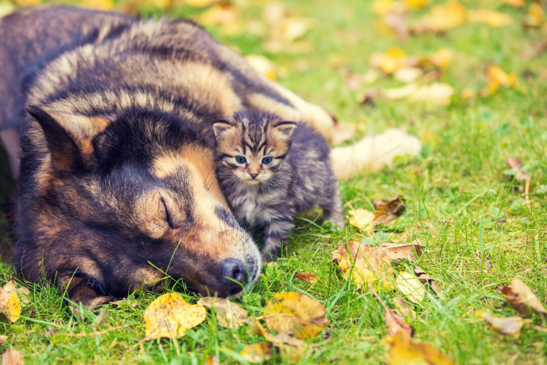 Huntington Veterinarian