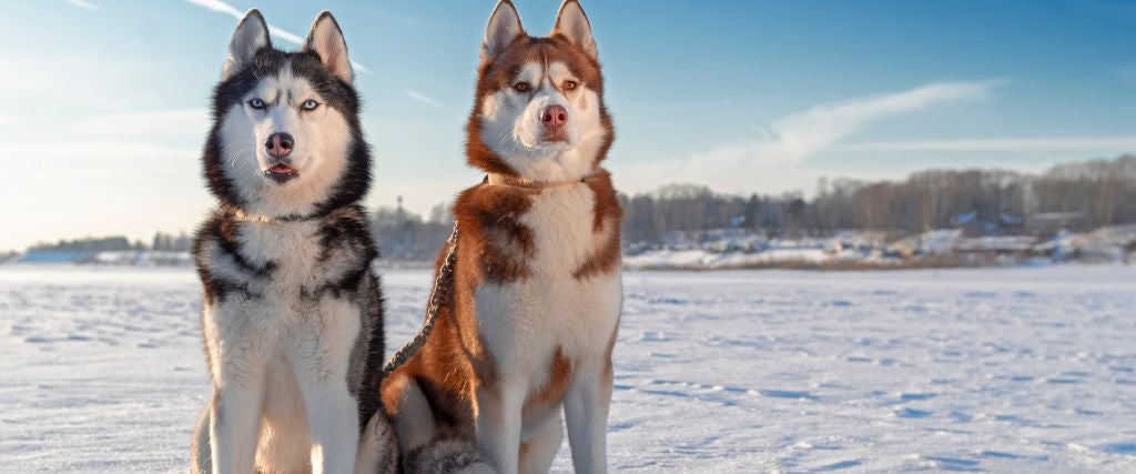 Siberian Husky